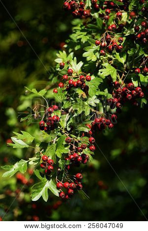 Fruits Of The Hawthorn Crataegus Monogyna In Summer