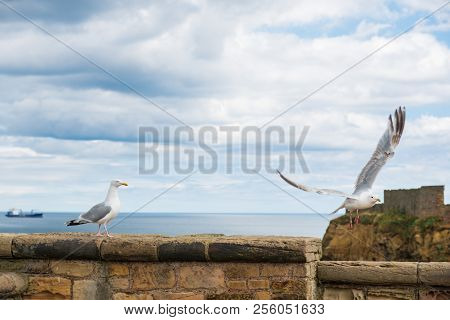 A Seagull Takes Off A Wall Barrier As Another One Watches In Front Of Tynemouth Priory And Castle In