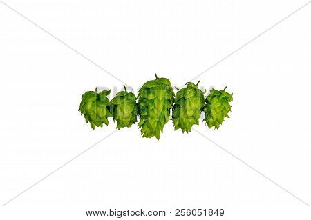 Green Organic Beer Hops On White Background Flat Lay With Copy Space