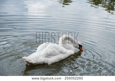 Swimming Cygnus Olor Swan. Has A Characteristic Outgrowth At The Base Of The Beak. Shot At Leazes Pa
