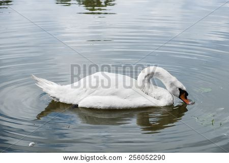 Swimming Cygnus Olor Swan. Has A Characteristic Outgrowth At The Base Of The Beak. Shot At Leazes Pa