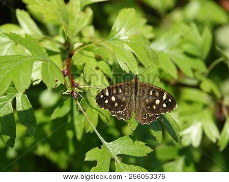 Speckled Wood Butterfly (pararge Aegeria) In Summer