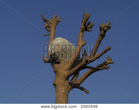 Pietra sulla cima di un albero sopra un cielo blu