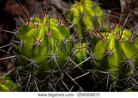 Amazing Close-up Of A Grouping Of Bright Green And Yellow Echinopsis Bridgesii Cactus With Long Need