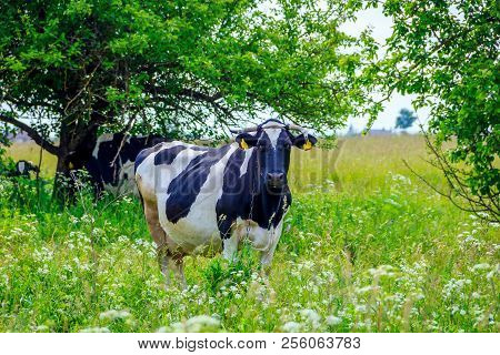 An Incredibly Beautiful Cow Grazing On A Summer Green Meadow. Feeding And Breeding Of Cattle. Farm A