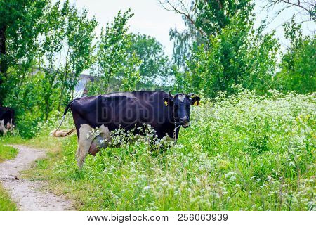 An Incredibly Beautiful Cow Grazing On A Summer Green Meadow. Feeding And Breeding Of Cattle. Farm A