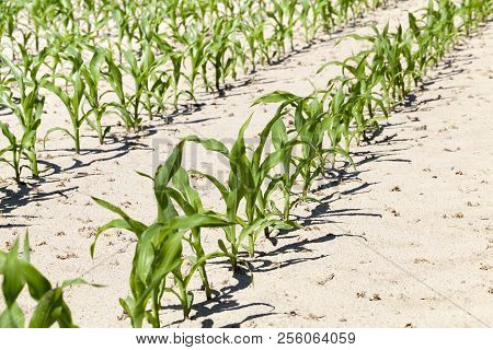 Rows Of Green Corn In The Summer Or Spring Season, Close-up From An Agricultural Field