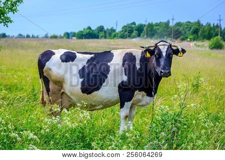 An Incredibly Beautiful Cow Grazing On A Summer Green Meadow. Feeding And Breeding Of Cattle. Farm A