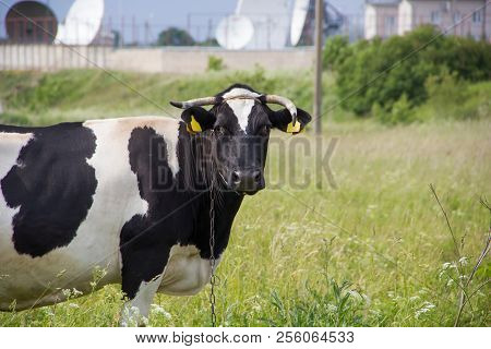 An Incredibly Beautiful Cow Grazing On A Summer Green Meadow. Feeding And Breeding Of Cattle. Farm A