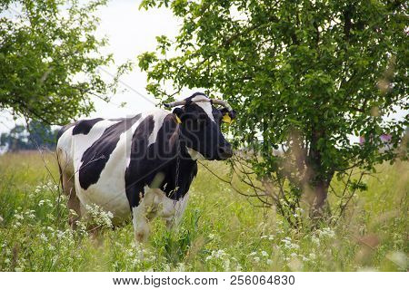 An Incredibly Beautiful Cow Grazing On A Summer Green Meadow. Feeding And Breeding Of Cattle. Farm A