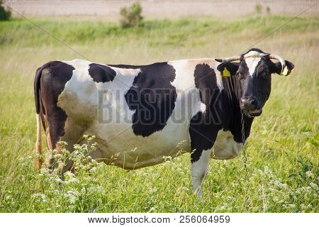 An Incredibly Beautiful Cow Grazing On A Summer Green Meadow. Feeding And Breeding Of Cattle. Farm A