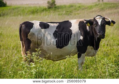 An Incredibly Beautiful Cow Grazing On A Summer Green Meadow. Feeding And Breeding Of Cattle. Farm A