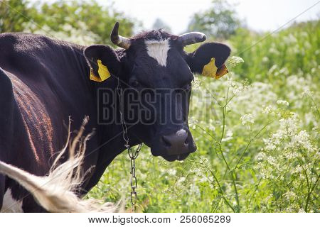 An Incredibly Beautiful Cow Grazing On A Summer Green Meadow. Feeding And Breeding Of Cattle. Farm A