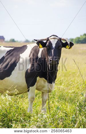 An Incredibly Beautiful Cow Grazing On A Summer Green Meadow. Feeding And Breeding Of Cattle. Farm A
