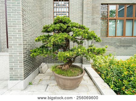 Bricks fence and Japanese podocarpus in Fukuoka prefecture