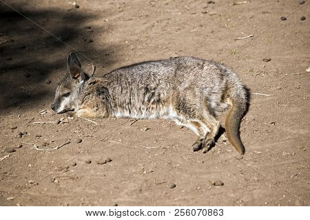 The Tammar Wallaby Is Resting On The Ground
