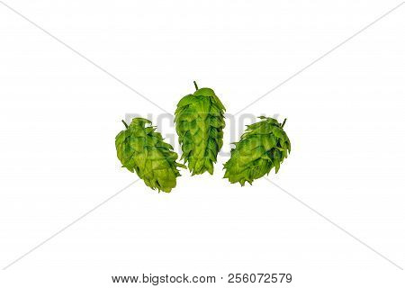 Organic Locally Grown Brewing Hops On White Background Flat Lay