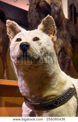 Tokyo, Japan - April 29 2018: Hachiko, A Faithful Akita Inu Dog That Remarkable Loyalty To His Owner