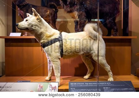 Tokyo, Japan - April 29 2018: Hachiko, A Faithful Akita Inu Dog That Remarkable Loyalty To His Owner