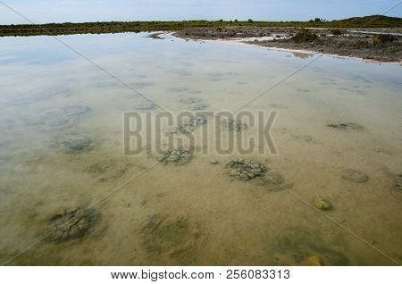 Lake Thetis Prehistoric Stromatolites - Western Australia