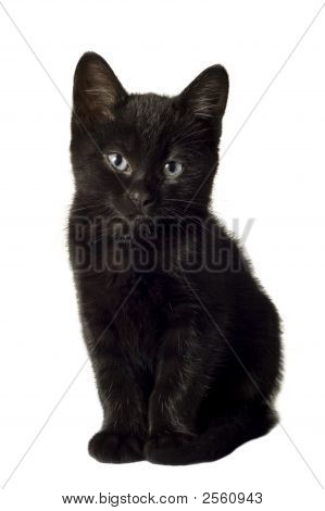 黒い子猫