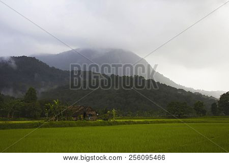 Green Country At Sharavathi From Karnataka, India