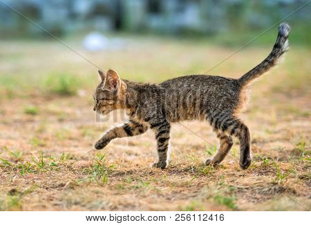 Little striped kitten walking on the ground with tucked tail up