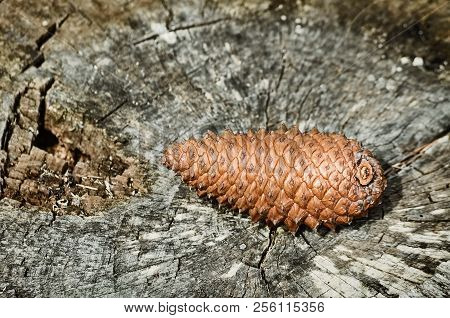Image Of Fir Cone On The Stump