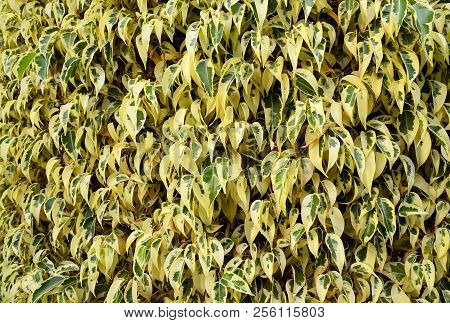 Ficus Benjamina Leaves As A Floral Texture Or Background.tropical Ornamental Plants Concept.