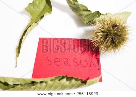 Hand Wrote Autumn Season On A Red Paper With Leaves Isolated In A White Background