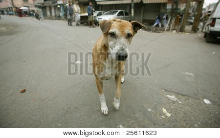 perro curioso en paharganj, delhi, india