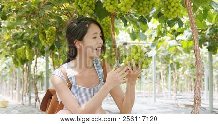Woman visit green grape farm