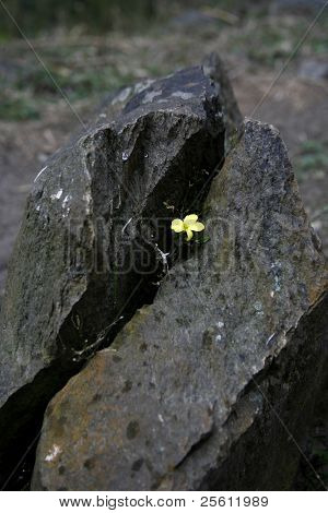 lille gul blomst vokser ud af en revne i en rock