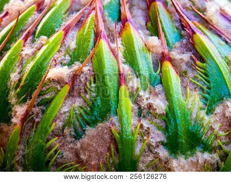Female Cone Of Cycas Siamensis Miq Plant