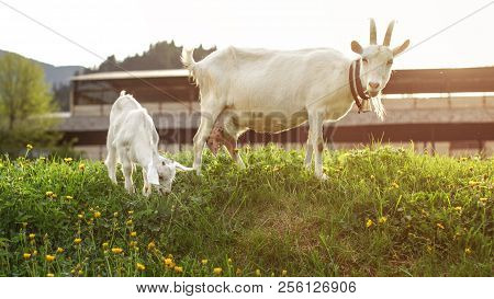 Young Goatling Kid Grazing, With Mother In Back, Lit By Afternoon Sunset Backlight.