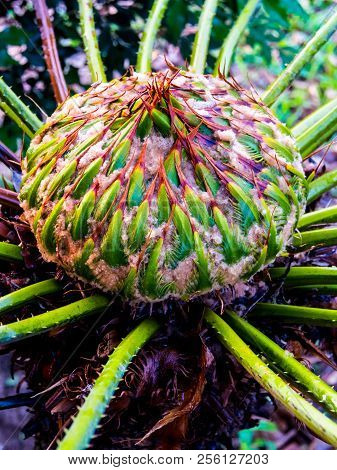 Female Cone Of Cycas Siamensis Miq Plant