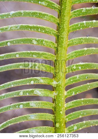 The Pinnately Compound Leaves Of Cycas Siamensis Plant With Water Droplet