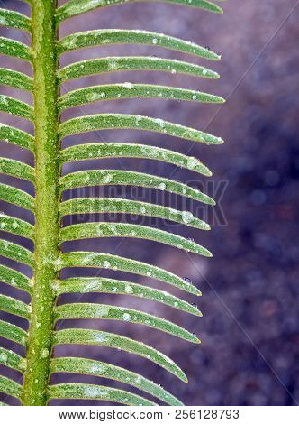 The Pinnately Compound Leaves Of Cycas Siamensis Plant With Water Droplet