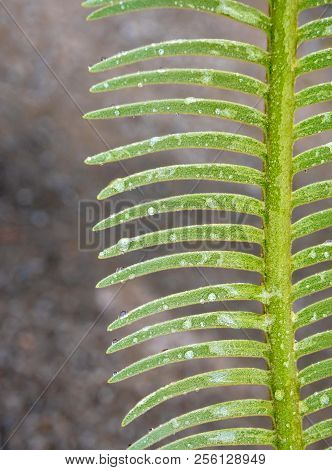 The Pinnately Compound Leaves Of Cycas Siamensis Plant With Water Droplet