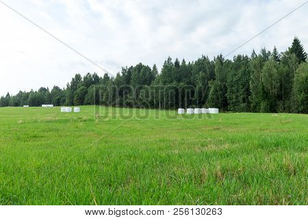 Sunny Meadow And Hay Making. Season Of Harvest In Agriculture.
