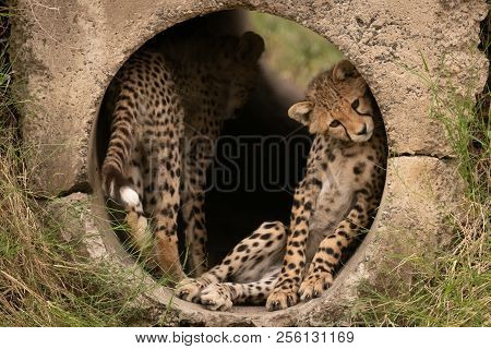 Cheetah Cub Lying In Pipe With Another