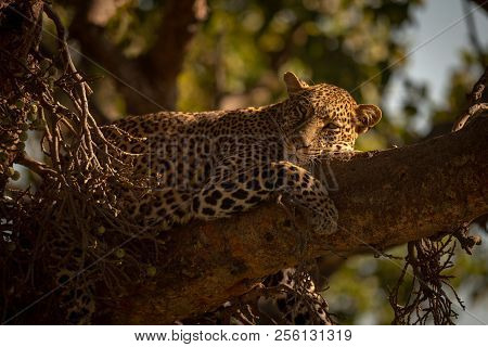 Leopard Falling Asleep On Branch Of Tree