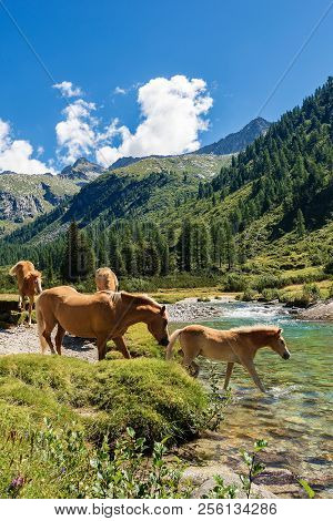 Herd Of Horses Wading The Chiese River In The National Park Of Adamello Brenta. Trentino Alto Adige,