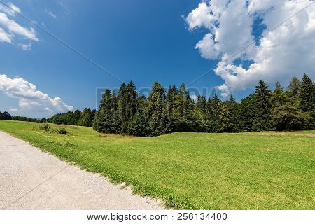 Forest, Green Grass And Dirt Road In Summer. Val Di Sella (sella Valley), Borgo Valsugana, Trento, T