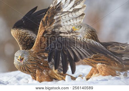 Red Kite (milvus Milvus) In The Snow. Crémenes (león, Spain).