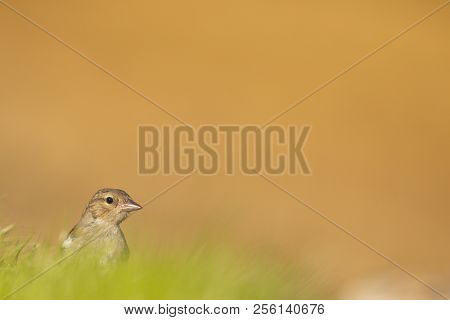 The Common Chaffinch (fringilla Coelebs), Usually Known Simply As The Chaffinch, Is A Common And Wid