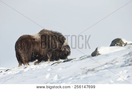 Close Up Of A Male Musk Ox Standing In The Snow In The Mountains Of Dovrefjell, Norway.