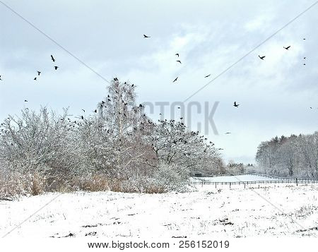 Birds Flying