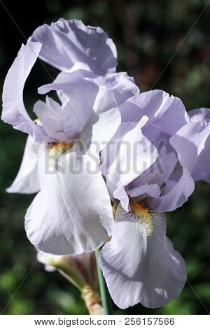 Two Large Flowers Of White Iris On A Green Blurry Background Blooms In The Garden,
  Inflorescence O