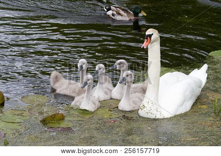 Swans And Cygnets